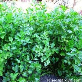 Herb Seasoning Celery - Renee`s Garden Seeds