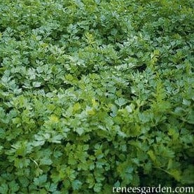 Herb Seasoning Celery - Renee`s Garden Seeds