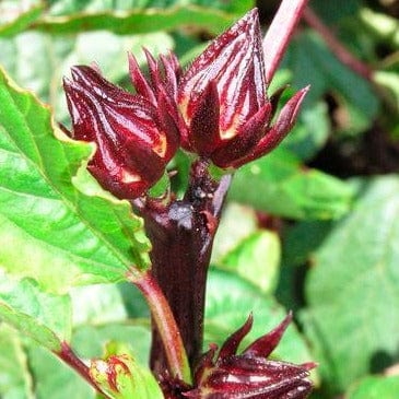 Hibiscus - Renee's Garden Seeds