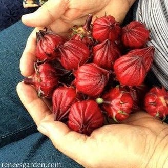 Hibiscus - Renee's Garden Seeds