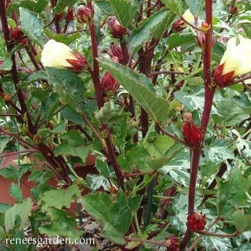 Hibiscus - Renee's Garden Seeds