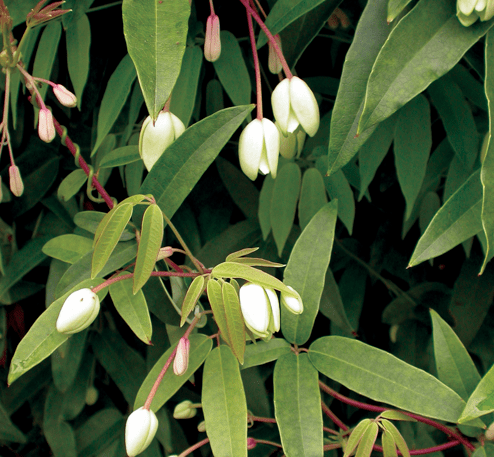 Holboellia China Blue Vine