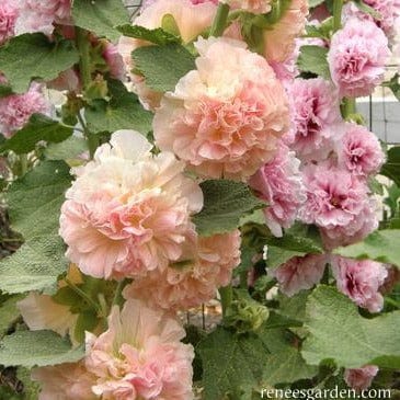 Hollyhock Apricot-Peach - Renee's Garden Seeds