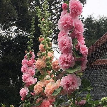 Hollyhock Apricot-Peach - Renee's Garden Seeds