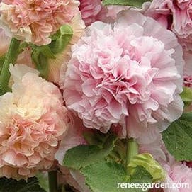 Hollyhock Apricot-Peach - Renee's Garden Seeds