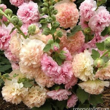 Hollyhock Apricot-Peach - Renee's Garden Seeds