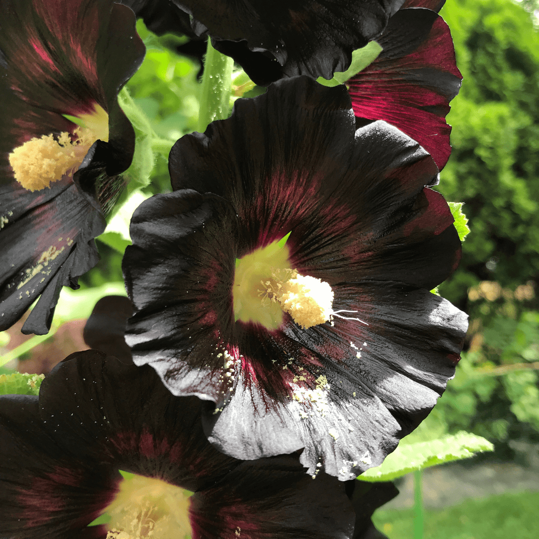 Hollyhock Black - Salt Spring Seeds