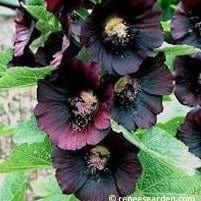 Hollyhock Black Watchman - Renee's Garden Seeds