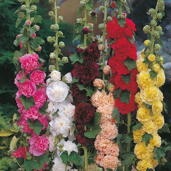 Hollyhock Chaters Double