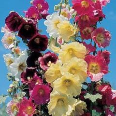 Hollyhock Country Romance Mix - Burpee Seeds