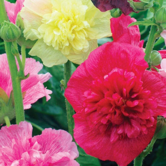 Hollyhock Dwarf Mix, Sow Easy - McKenzie Seeds