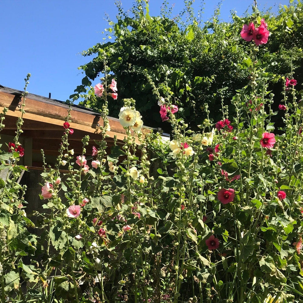 Hollyhock Mix - Salt Spring Seeds