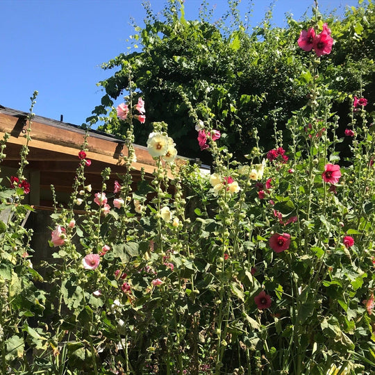 Hollyhock Mix - Salt Spring Seeds