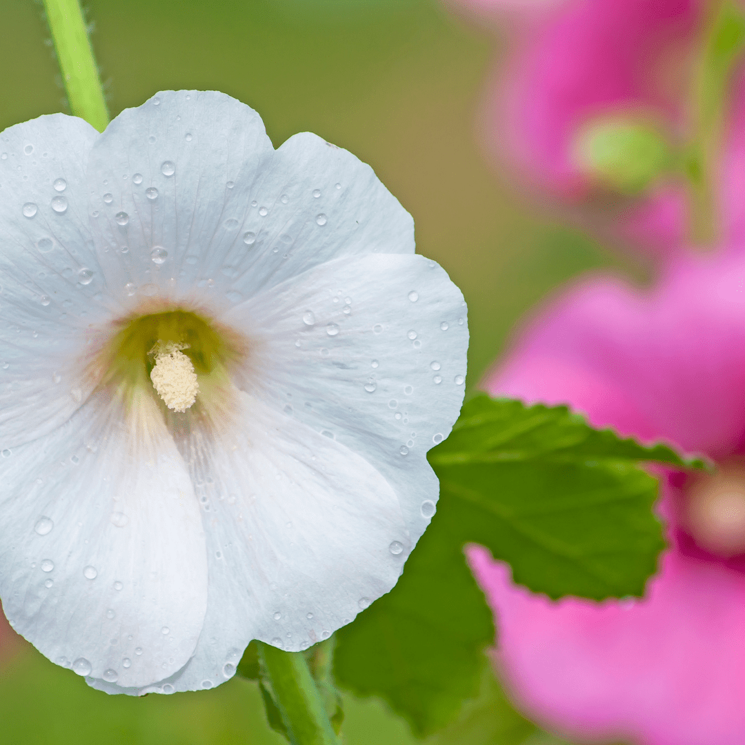 Hollyhock Mix - Salt Spring Seeds