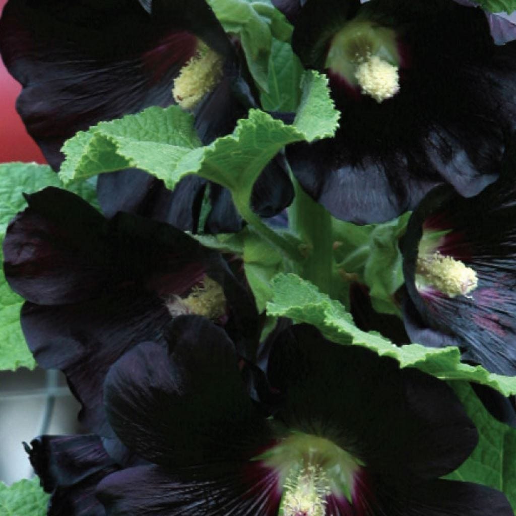 Hollyhock Nigra, Sow Easy - McKenzie Seeds