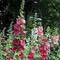 Old Fashioned Hollyhocks Indian Spring