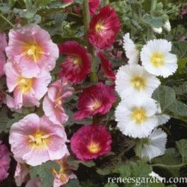 Old Fashioned Hollyhocks Indian Spring