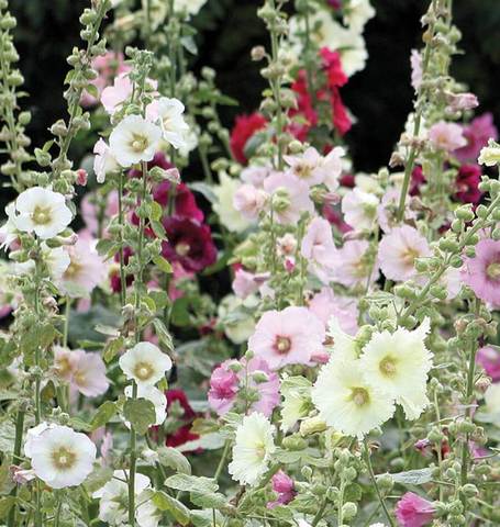 Hollyhocks Indian Spring - West Coast Seeds