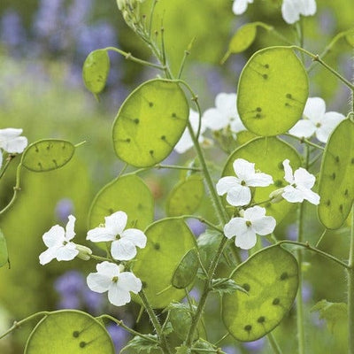 Honesty White-Flowered - Mr. Fothergill's Seeds RHS