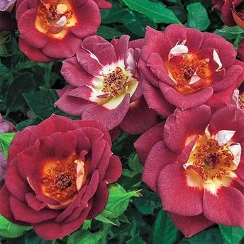Roses | Over 450 Varieties | Canada-Wide Shipping – Wildwood Outdoor Living