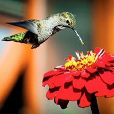 Hummingbird Garden - Renee's Garden 