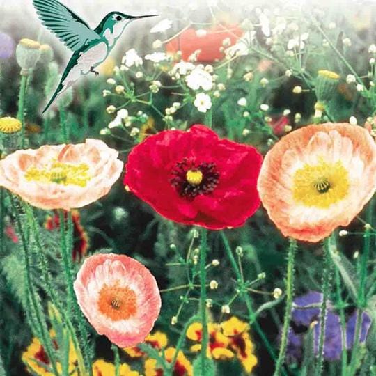 Hummingbird Garden Jumbo - McKenzie Seeds