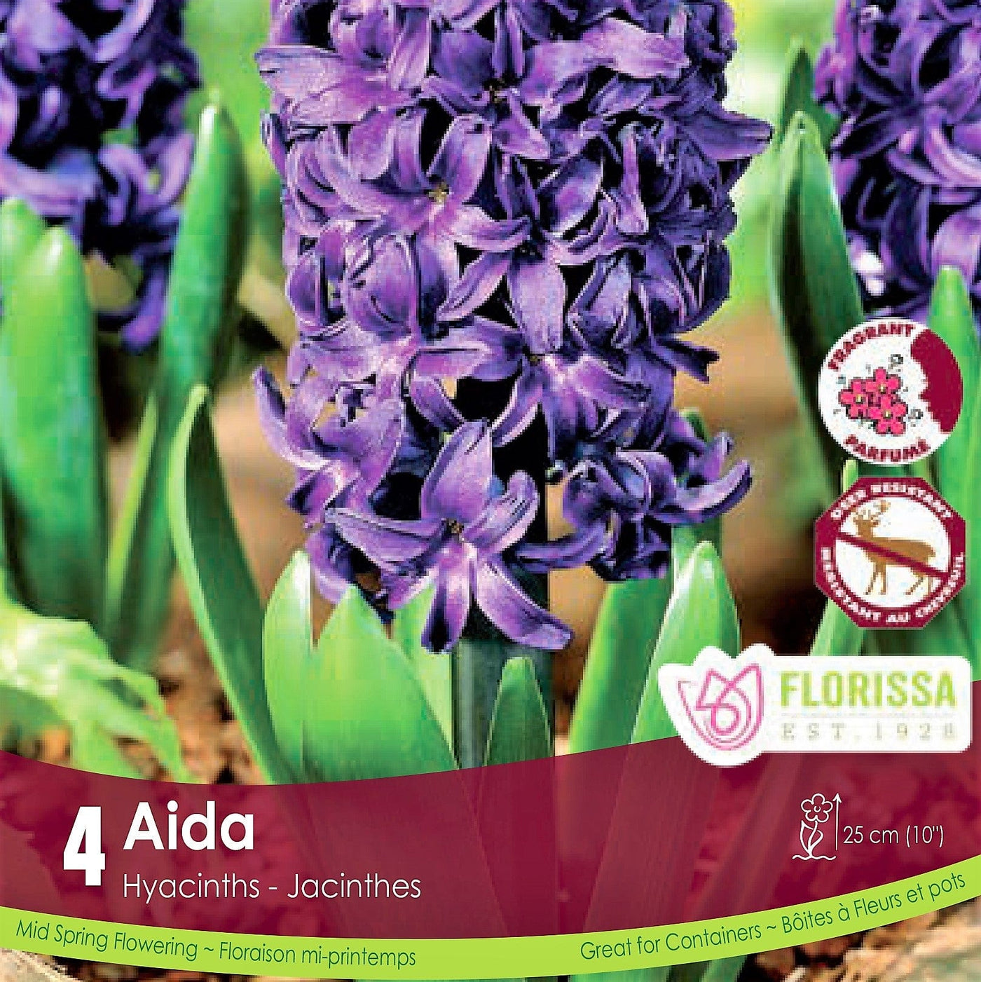Hyacinth - Aida, 4 Pack