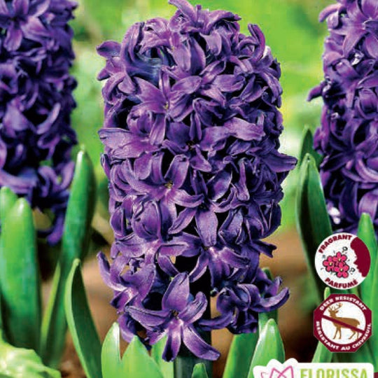 Hyacinth - Aida, 4 Pack