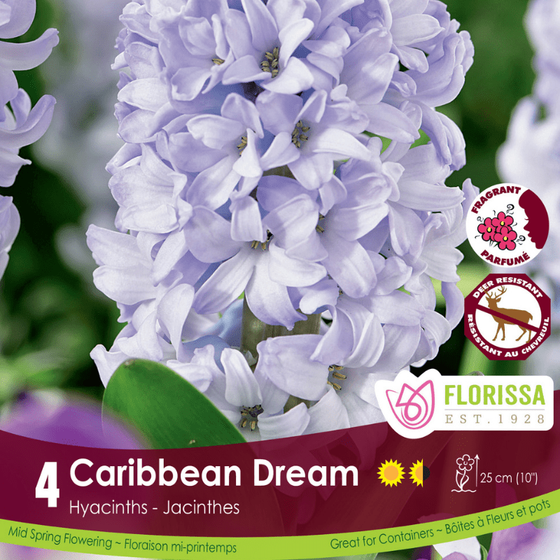 Hyacinth Caribbean Dream
