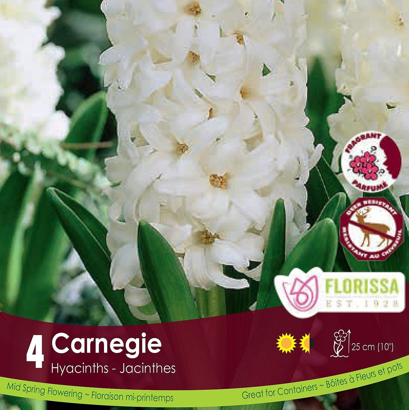 White Hyacinth Carnegie 
