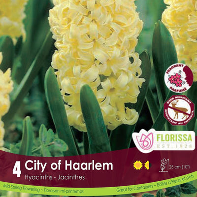 Yellow Hyacinth City of Harlem 