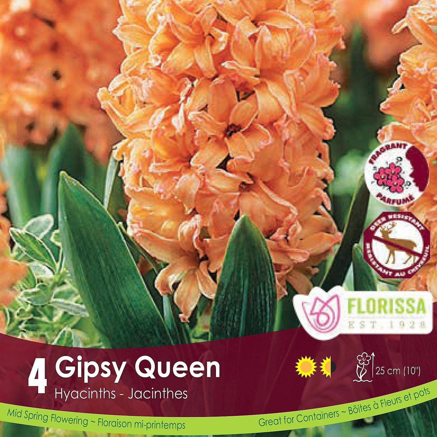 Orange Hyacinth Gipsy Queen 