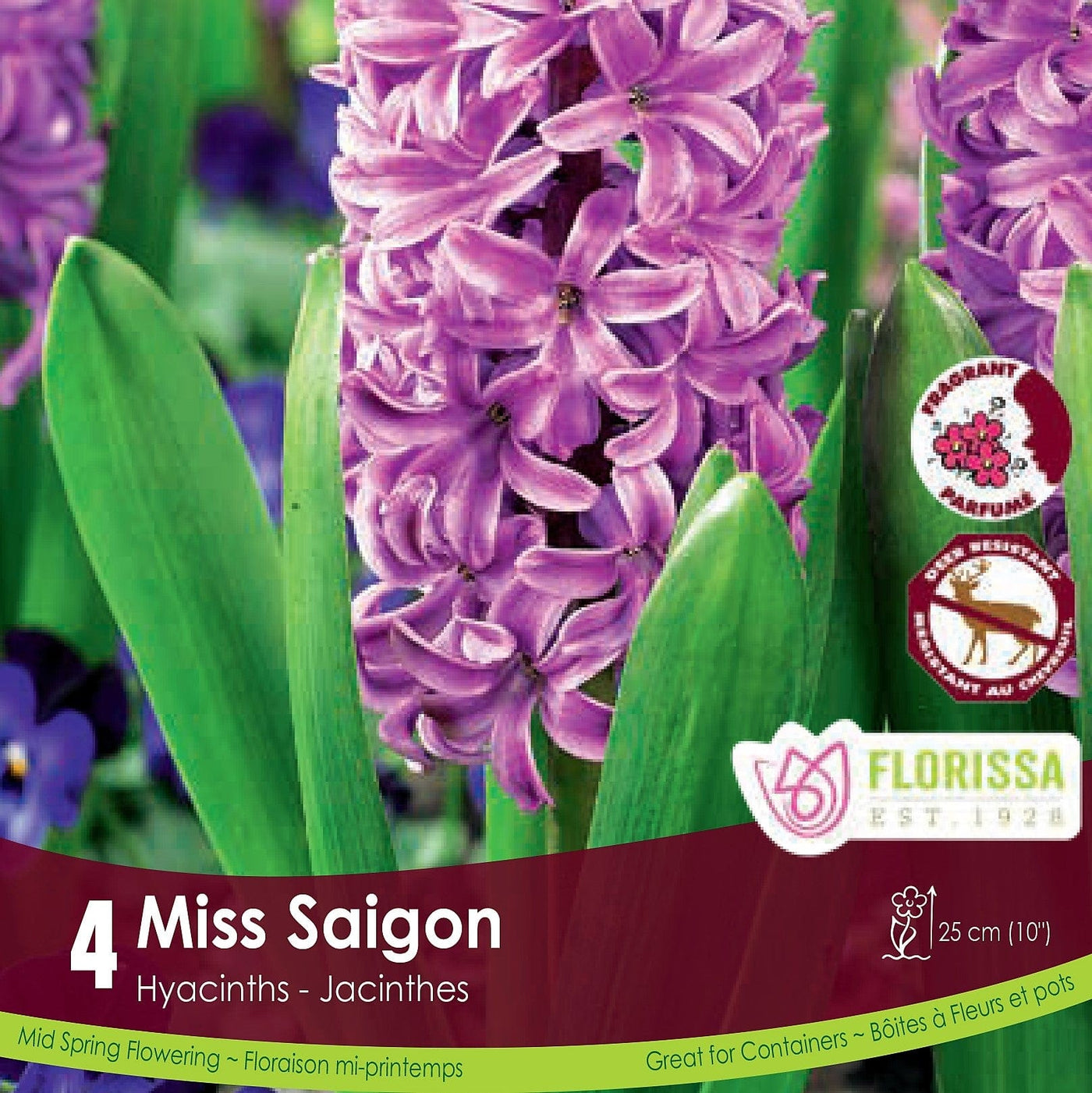 Purple Pink Hyacinth Miss Saigon