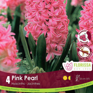 Pink Hyacinth Pink Pearl 