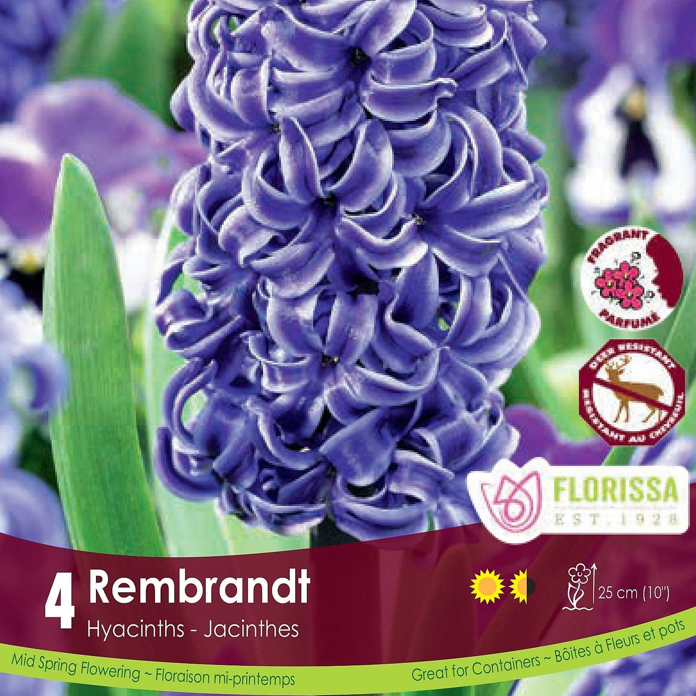 Purple Hyacinth Rembrandt 
