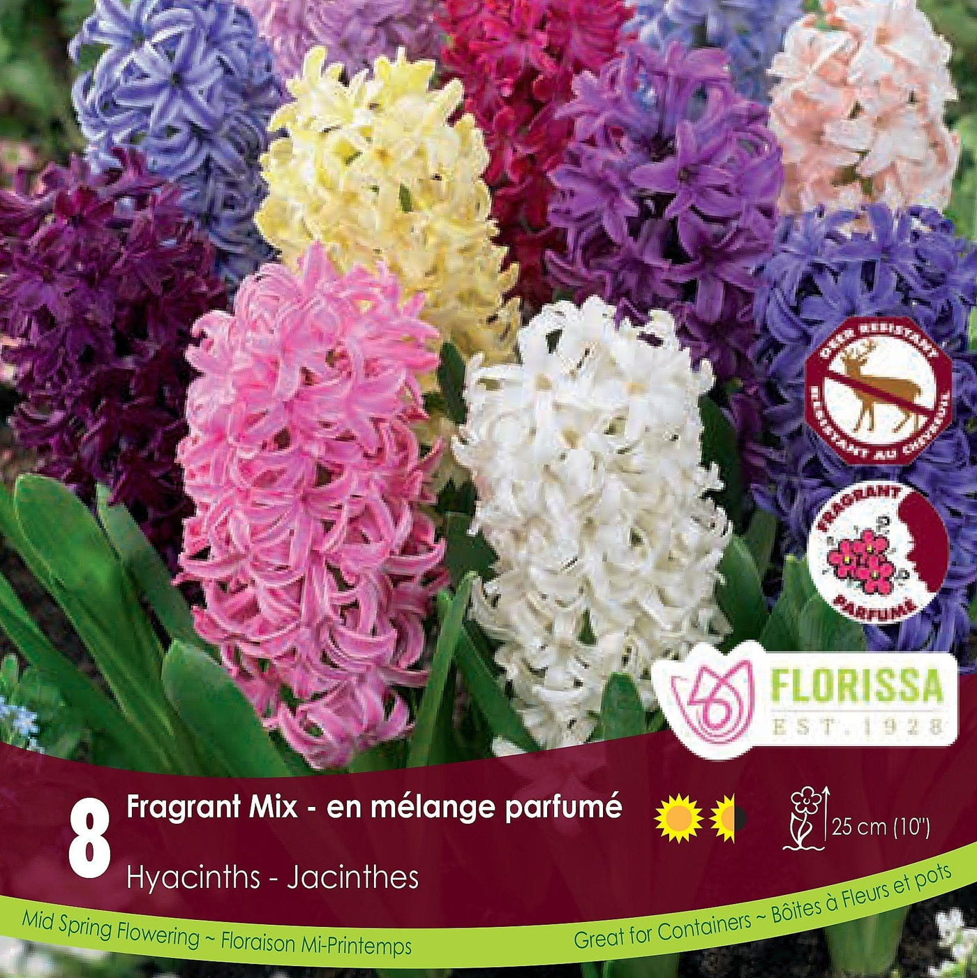 Hyacinths Fragrant Mix