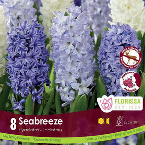 Hyacinths - Seabreeze, Colourful Companions, 8 Pack