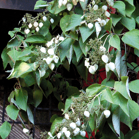 Hydrangea Petiolaris White