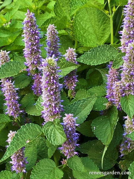 Hyssop Root Beer - Renee's Garden