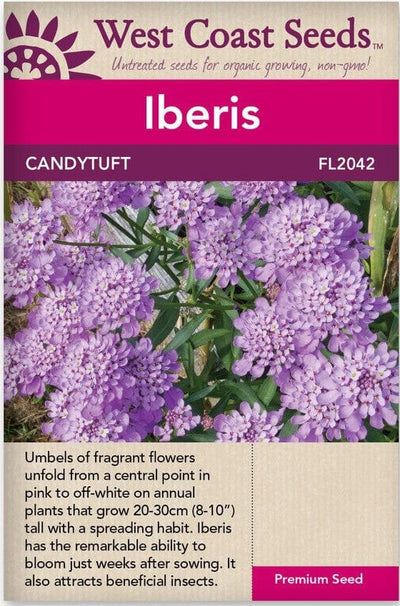 Iberis Candytuft - West Coast Seeds