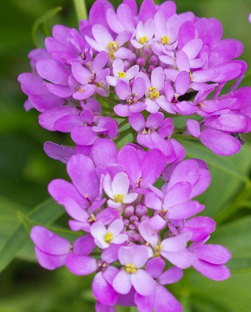 Iberis Candytuft - West Coast Seeds