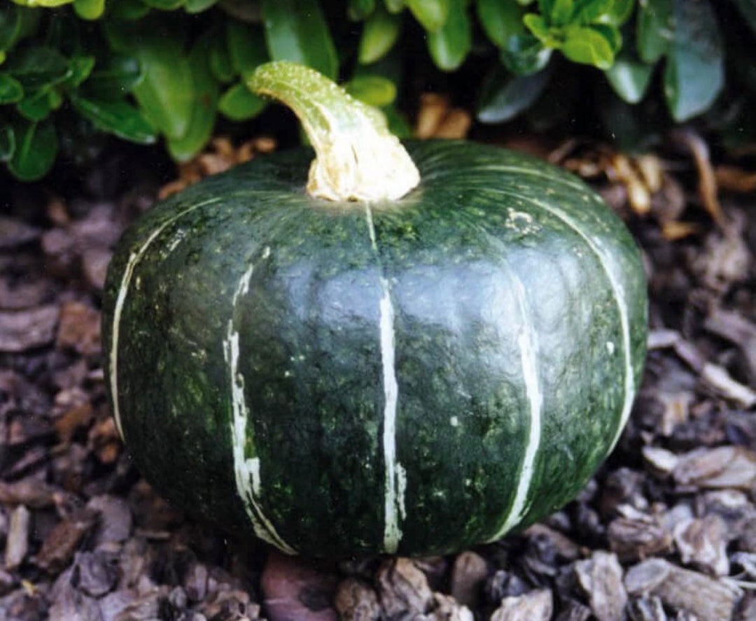 Squash Burgess Buttercup - Ontario Seed Company