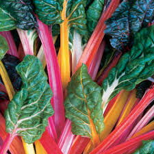Chard Rainbow - Salt Spring Seeds