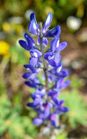 Aconite/Monkshood - Salt Spring Seeds