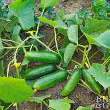 Cucumber Green Finger - Salt Spring Seeds