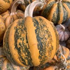 Squash Kamo Kamo - Salt Spring Seeds