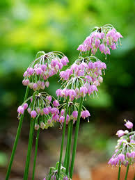 Nodding Onion - Salt Spring Seeds
