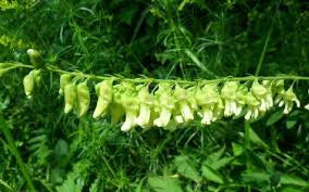 Ku-Shen (Sophora flavescens) - Salt Spring Seeds
