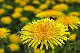 Dandelion Dandy - Salt Spring Seeds