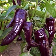 Pepper Purple Marconi - Salt Spring Seeds